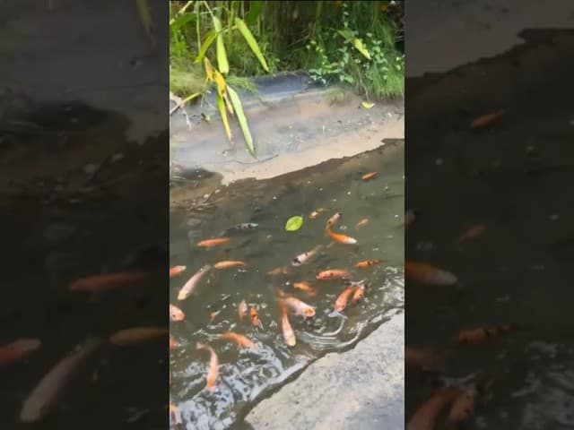 aviary park #asmr #water
