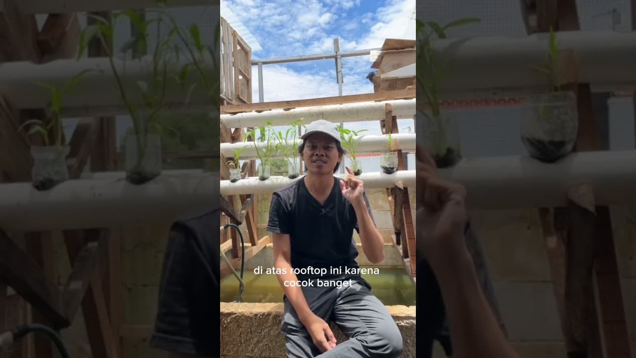 #lele #urbanfarming #peternakrumahan #rooftopgarden #farminglife #motivasi #pemula #edukasi #fish